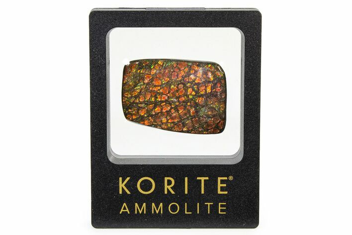 Iridescent Ammolite (Fossil Ammonite Shell) - Alberta #336278